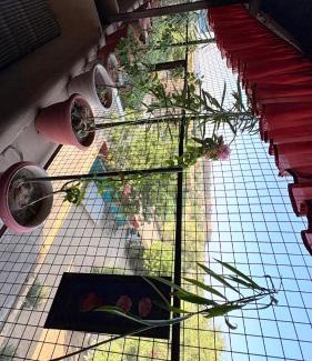 Jaisalmer Hotel | Hotel Rajshahi Jaisalmer