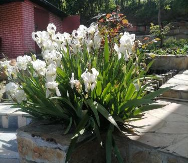 Stari Slankamen Villa | House 33