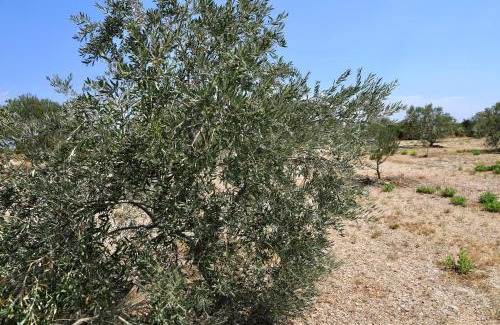 Dobropoljana Casa | House Mirta