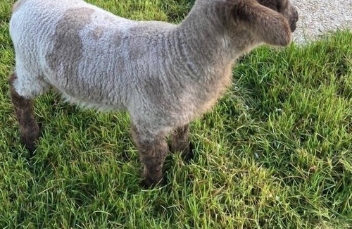 Melgaco Cabaña | House of Cabreiros de Baixo - 4 persons