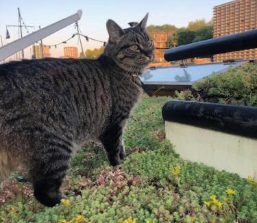 Oostelijke Eilanden en Kadijken Alquiler De Eote | Houseboat Tante Piet