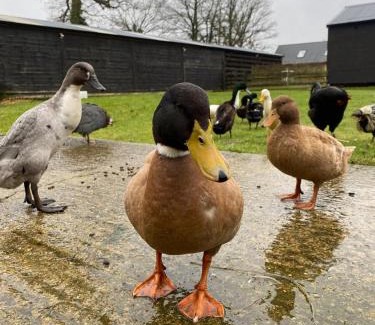 Ashford Casa | Hunters Cabin - Rustic farm stay