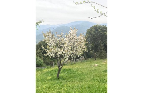 Granace Apartamento | Corsican tradition in modernity