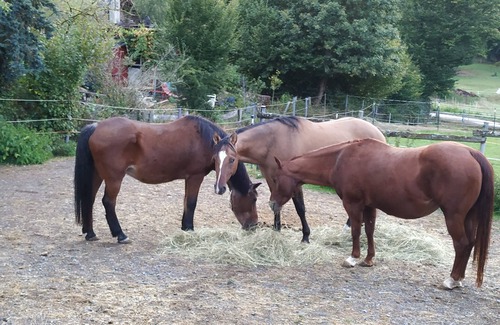 Helmeroth Condominio | Ideal f. Families, eat-in kitchen, play corner, garden, terrace, animals, great nature