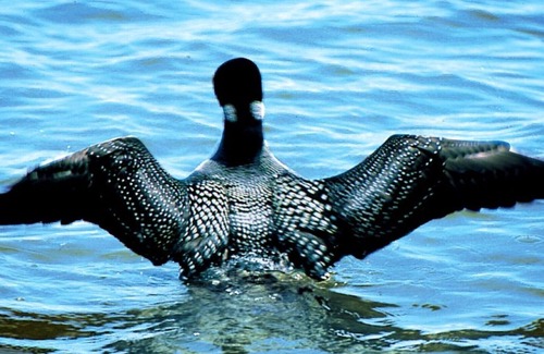 Lake Shore Casa | Ubicación ideal en Level, Sandy Shore en Beautiful Gull Lake en Brainerd Lakes