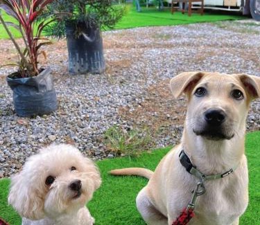 Genting Highlands Otro | iGo Glamz 爱狗露营 Pet Friendly Glamping