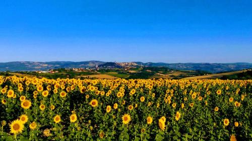 Collevalenza Apartamento | Il Focolare