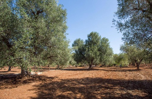 Latiano Casa | Il Trullo dell'Ulivo Bianco