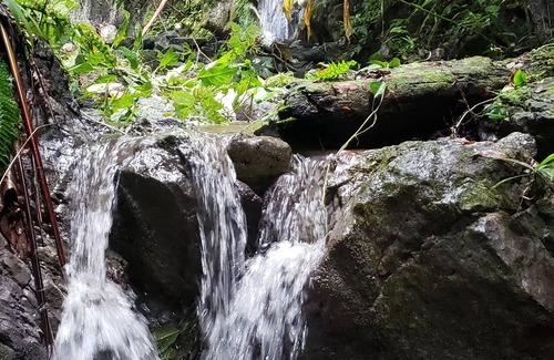 Carate Casa | Corcovado National Park, Nature, Beach, Wildlife… all in one place!
