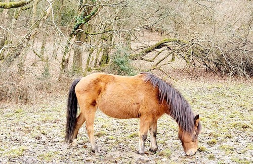 New Forest District Casa | In the heart of the New Forest