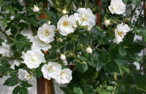 Borgarnes Villa | Jadar Farm