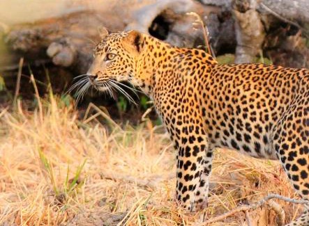 Debarawewa Casa | JAMI River Side Hotel & Yala Safari Place