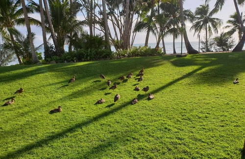 Dolphin Heads Apartamento | JAROLIFE4 Room 135