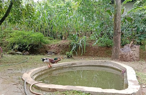 Darjeeling Casa | Kaafal Homestay