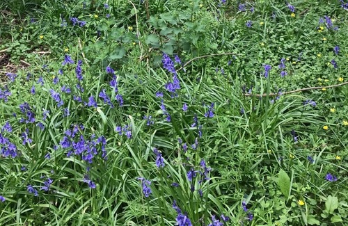 Willesborough Cabina | Kentish Countryside, great outside space cosy, fire pit, hot tub