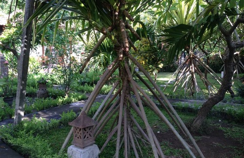 Purwakerti Cabaña | Kirana Homestay - Breeze Bungalow