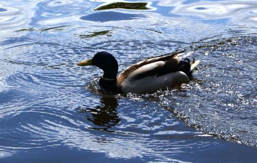 Waldeck-Sully Apartamento | L'Erdream