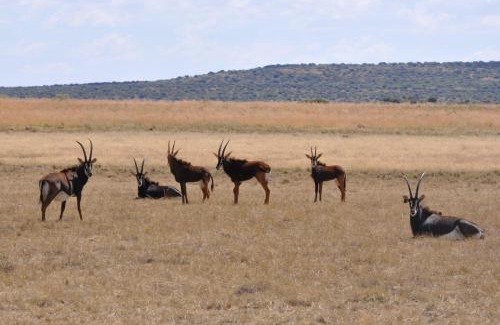 Danielskuil Cama Y Desayuno | LA Diamond Lodge & Safari