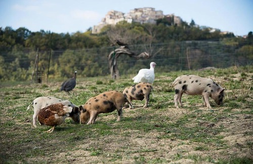 Marciano Casa | La Fattoria delle Coccinelle