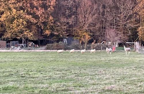 Savigny-Levescault Casa | La Fermette Aux Lamas