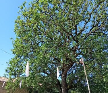 Galeata Cama Y Desayuno | La grande quercia