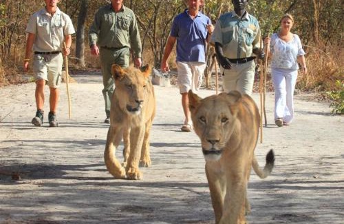 Toubakouta Casa | La kora