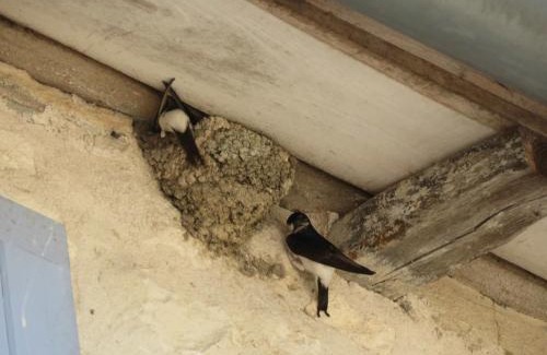 Bourg-Charente Villa | La Maison de Riviere