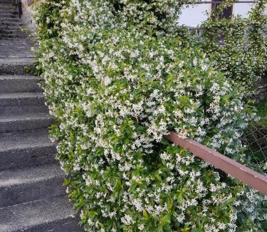 Comero Casa | La Palma