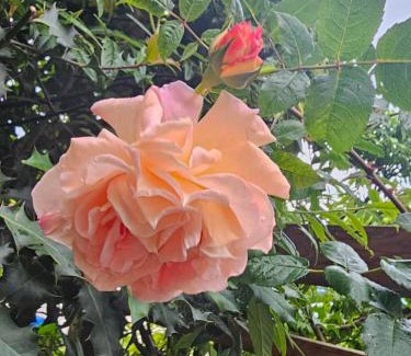 Glion Apartamento | La Pergola