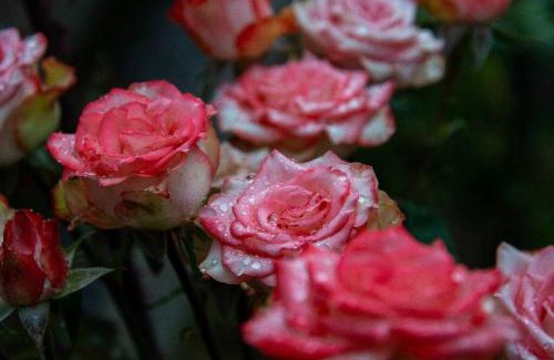 Tarija Casa | La Pradera, Casa de Campo Privada, 2-14 Personas - Cambio Oficial