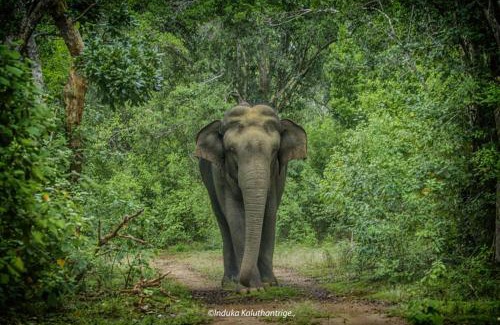 Tissamaharama Otro | Lacoste By Yala Forest Bungalow