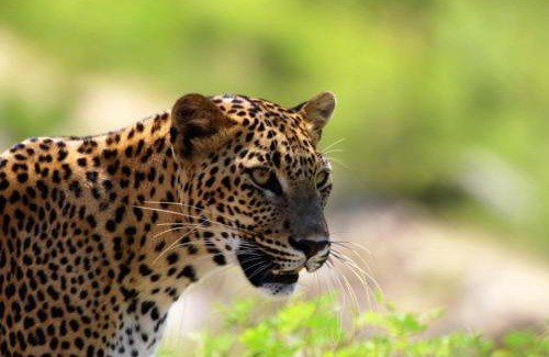 Tissamaharama Otro | Lacoste By Yala Forest Bungalow