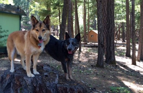 Potter Valley Cabina | Lake Pillsbury, Hull Mt.Cabin 2BR1Ba w/deck