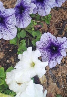 Saint-Pierre-de-Vassols Cama Y Desayuno | Le Bonheur à Ventoux