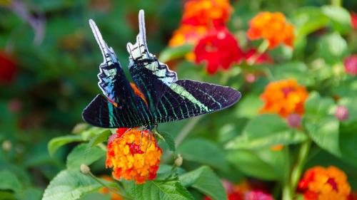Capesterre-Belle-Eau Casa | le "BWA ' KAO"