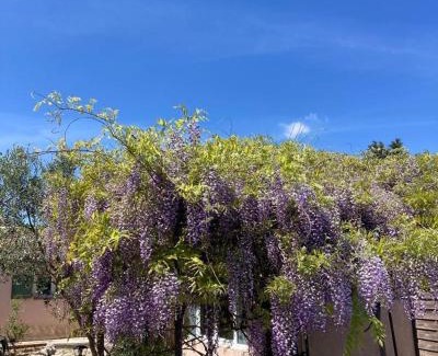 Sainte-Croix-de-Quintillargues Cama Y Desayuno | Le clos des olivettes