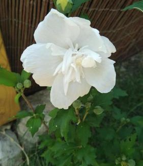 Sainte-Croix-de-Quintillargues Cama Y Desayuno | Le clos des olivettes