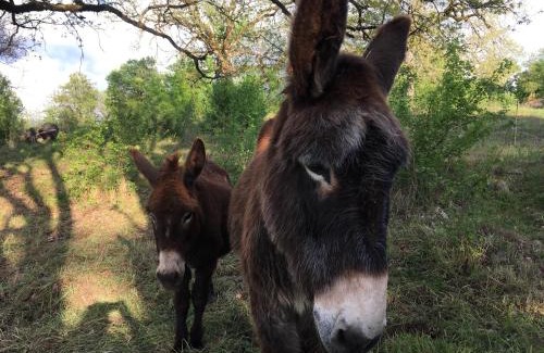 Blars Cama Y Desayuno | Le Mas des 3 Anes