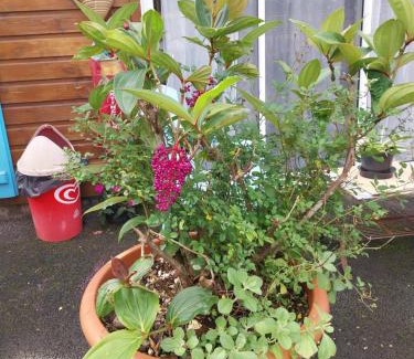 Salazie Otro | Les Bungs D'amour Bungalow Cimendef