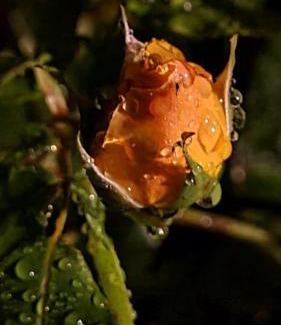 Blainville-sur-Mer Cama Y Desayuno | lesroses1680