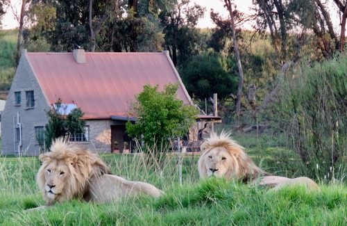 Maluti a Phofung Casa | Lion House @ggconservation para los amantes de los leones y la naturaleza