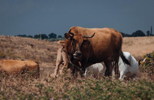 Tragliatella Casa | Locanda il pagliaccetto Agriturismo B&B