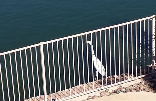 Arrowhead Lakes Casa | Resort de lujo: piscina climatizada, pontón de 18 pies, bote de remos y pesca