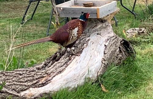 Minster on Sea Casa | Luxury Pod-Sleeps 2-Hot Tub-Pets-Garden