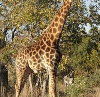 Tierpoort Apartamento | Mabula Game Reserve