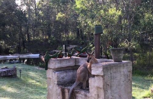 Gurranang Casa | Magic Bush Stay Yamba Hinterland by Tiny Away