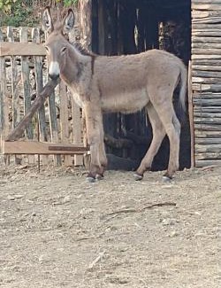 Montieri Apartamento | Magrignano