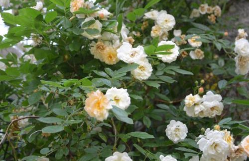 Tence Casa | Maison en Granit rénovée avec terrain et terrasse, proche Tence, idéale pour famille et activités outdoors - FR-1-582-134