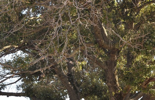 Sartene Casa | Maison en Pleine Nature