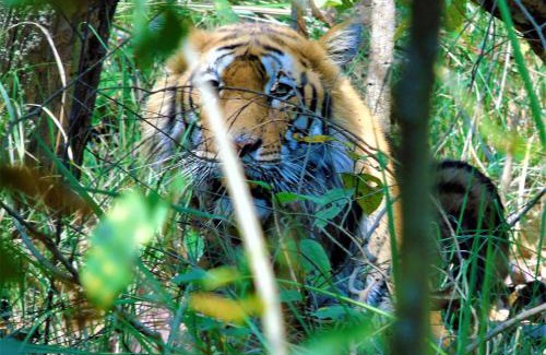 Bardia Hotel | Mango Tree Lodge